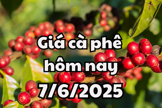 Giá cà phê hôm nay 7/6/2025 tiếp đà tăng mạnh cả trong lẫn ngoài nước