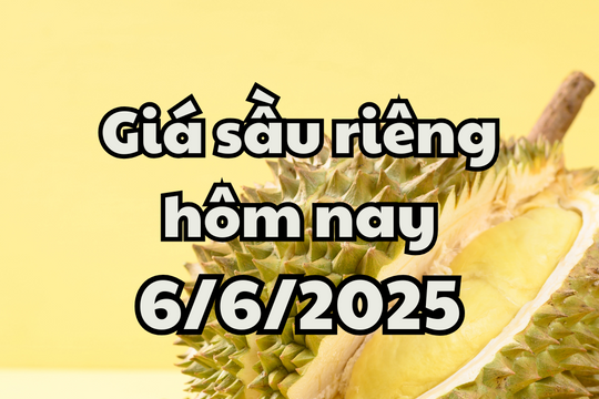 Giá sầu riêng hôm nay 6/6/2025: Ra mắt công nghệ giám sát sầu riêng mới