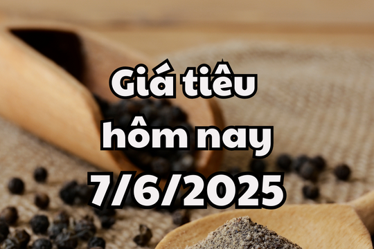 Giá tiêu hôm nay 7/6/2025 phục hồi lại về đỉnh giá cũ