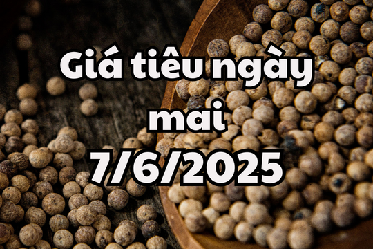 Tin tức, dự báo giá tiêu ngày 7/6/2025 phục hồi lại về đỉnh giá cũ