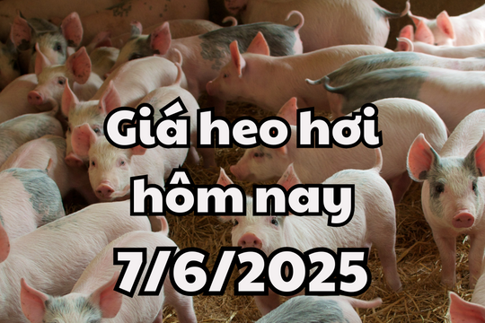 Giá heo hơi hôm nay 7/6/2025: Cả nước bình ổn, Quảng Bình thiệt hại 2.426 kg heo