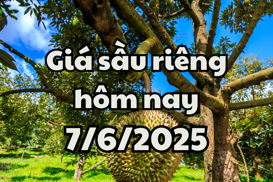 Giá sầu riêng hôm nay 7/6/2025: Xuất hiện sầu riêng mới từ Ai Cập