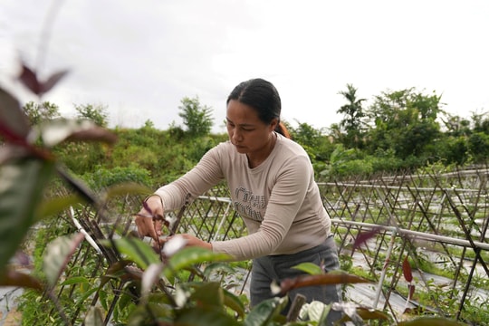 Đa dạng mô hình giảm nghèo ở Phước Sơn