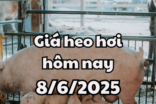 Giá heo hơi hôm nay 8/6/2025: Miền Bắc mất đỉnh, miền Nam giảm nhiều