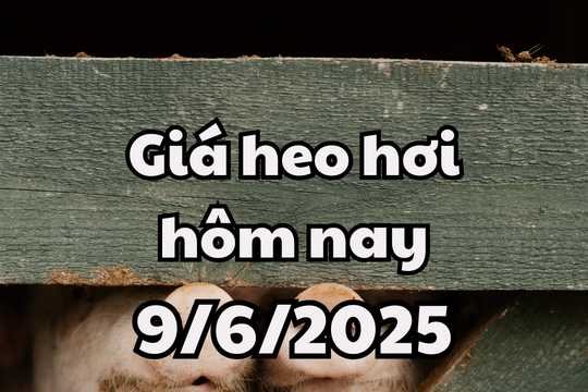 Giá heo hơi hôm nay 9/6/2025: Miền Nam mất đỉnh cũ, miền Bắc bình ổn
