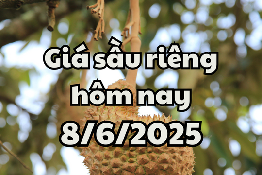 Giá sầu riêng hôm nay 8/6/2025: Uy tín sầu riêng Việt bị ảnh hưởng