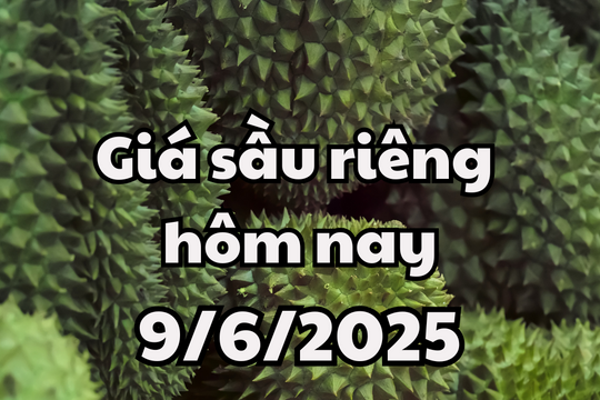 Giá sầu riêng hôm nay 9/6/2025: Sầu riêng Thái tăng nhẹ, dẫn đầu 88.000 đồng/kg