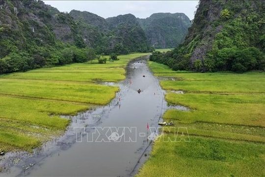 Mùa vàng trên cánh đồng Tam Cốc