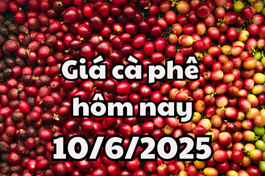 Giá cà phê hôm nay 10/6/2025 Lâm Đồng và Gia Lai giảm nhiều nhất