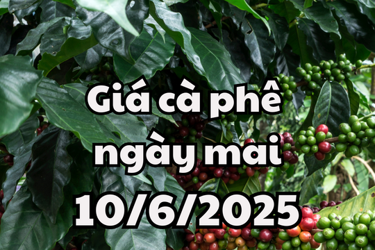 Tin tức, dự báo giá cà phê ngày 10/6/2025 chưa có tín hiệu phục hồi