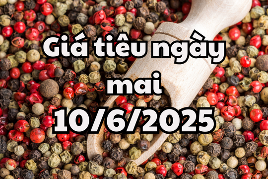Tin tức, dự báo giá tiêu ngày 10/6/2025 chờ đợi đà bật tăng