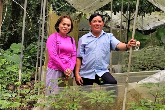 Quảng Nam phát động cuộc thi sáng tác ca khúc về sâm Ngọc Linh