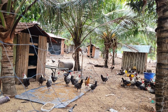 Nông dân Quảng Nam khấm khá từ mô hình chăn nuôi phù hợp