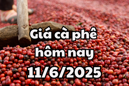 Giá cà phê hôm nay 11/6/2025 Đắk Nông nằm ở đỉnh giá