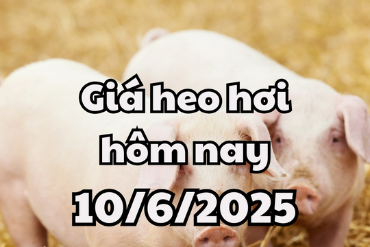 Giá heo hơi hôm nay 10/6/2025: Ổn định lại trên cả nước