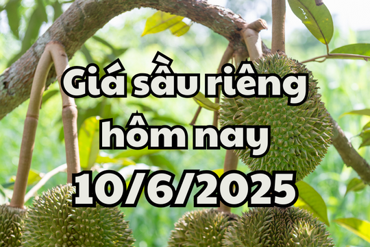 Giá sầu riêng hôm nay 10/6/2025: Ri6 giảm nhẹ, Thái tăng giá