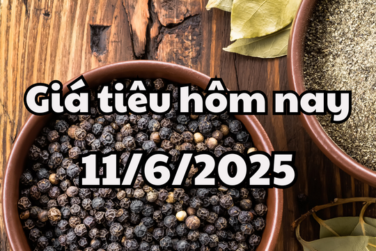 Giá tiêu hôm nay 11/6/2025 Đắk Nông vẫn giữ mức giá cao nhất