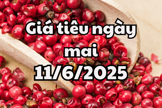 Tin tức, dự báo giá tiêu ngày 11/6/2025 chuẩn bị cho điểu chỉnh mới