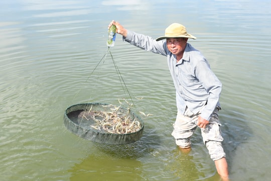 Giải pháp tái cơ cấu nghề nuôi tôm ở Quảng Nam