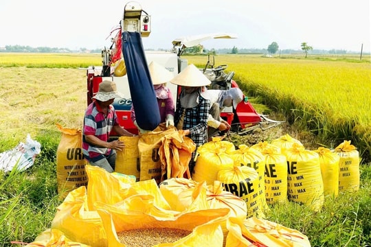 Tổng sản lượng lương thực có hạt của Quảng Nam giảm 7.000 tấn