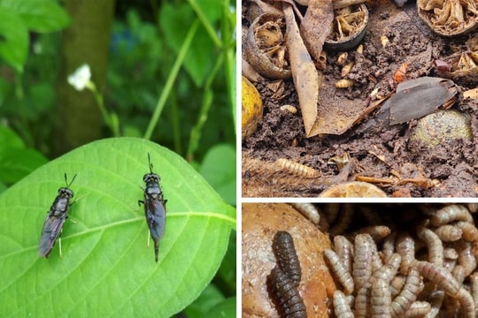 Xử lý rác thải hữu cơ bằng ruồi lính đen