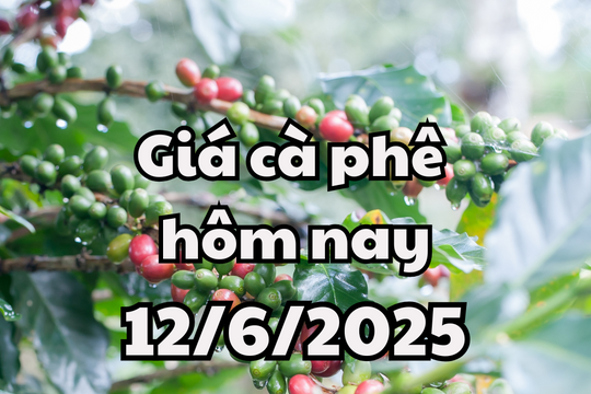 Giá cà phê hôm nay 12/6/2025 đồng loạt sụt giảm 3.000 đồng/kg