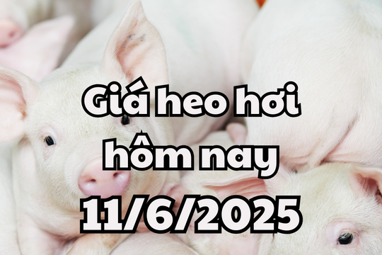 Giá heo hơi hôm nay 11/6/2025: Miền Trung và miền Nam tiếp tục giảm sau đợt bình ổn