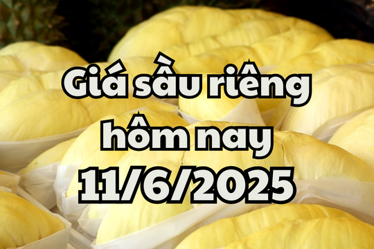 Giá sầu riêng hôm nay 11/6/2025: Musang King tăng giá, tình hình xuất khẩu "vô vọng"