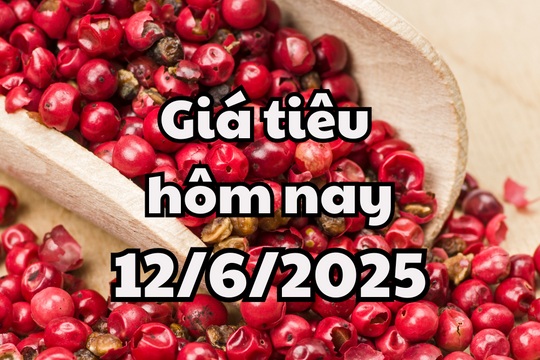 Giá tiêu hôm nay 12/6/2025 Đắk Lắk vươn lên đứng top sau đợt giảm