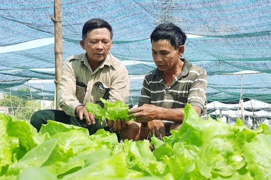 Quảng Nam có hơn 139ha sản xuất rau củ quả an toàn