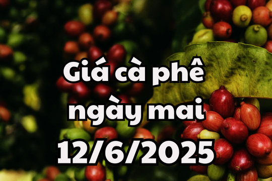 Tin tức, dự báo giá cà phê ngày 12/6/2025 giữ xu hướng giảm nhẹ