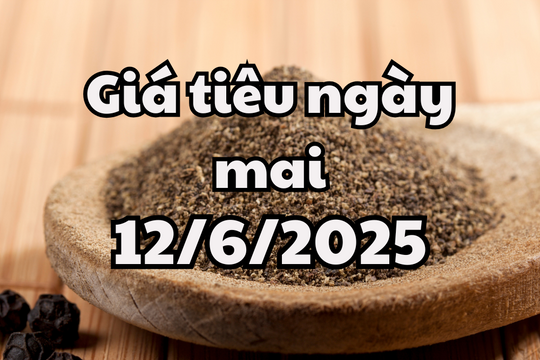 Tin tức, dự báo giá tiêu ngày 12/6/2025 bắt đầu chuỗi giảm trong nước