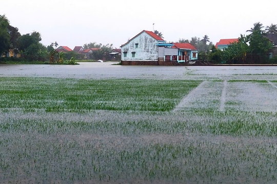 Quảng Nam có 16.743ha lúa và hoa màu bị ngập úng do mưa lớn