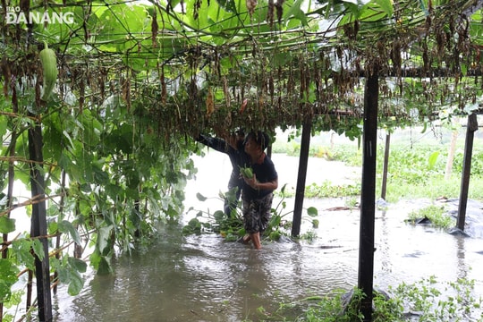 1.620ha sản xuất nông nghiệp bị ngập nước, 3 tàu cá nhỏ bị chìm