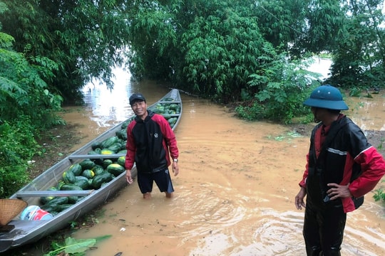 Mưa lớn kéo dài, nhiều vùng lúa và hoa màu ở Đại Lộc bị hư hại do ngập sâu