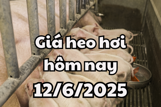 Giá heo hơi hôm nay 12/6/2025: Bình ổn cả nước, 74.000 là đỉnh giá