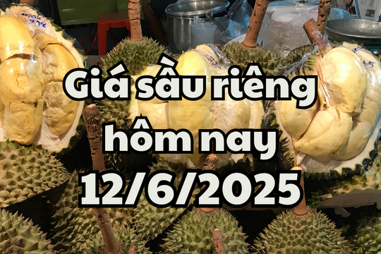 Giá sầu riêng hôm nay 12/6/2025: Giảm đồng loạt ở Ri6, Thái và Musang