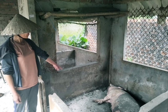 Dịch bệnh gây hại dai dẳng đàn vật nuôi