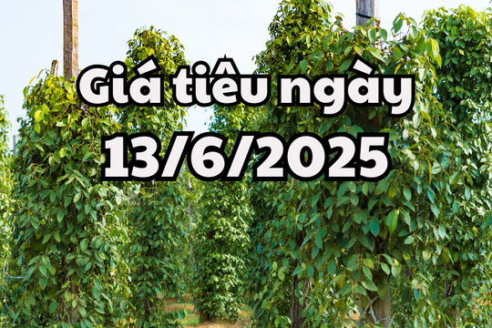 Tin tức, dự báo giá tiêu ngày 13/6/2025 nhen nhóm hy vọng mới