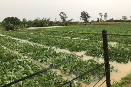 Hơn 940ha lúa, rau màu tại Phú Ninh bị ngập úng