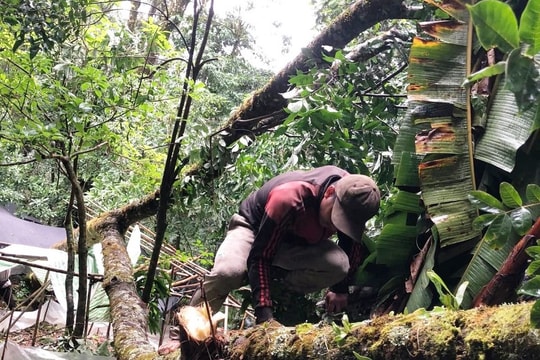 Nhiều vườn sâm Ngọc Linh tại Nam Trà My bị thiệt hại do gió lốc