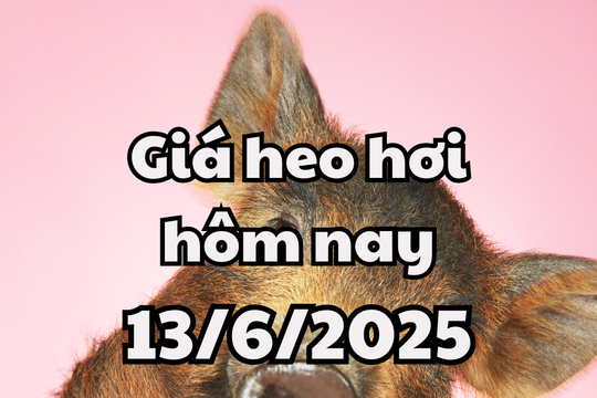 Giá heo hơi hôm nay 13/6/2025: Lặng sóng trước đợt điều chỉnh mới
