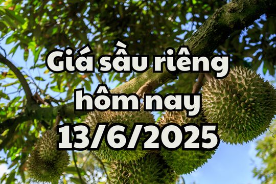 Giá sầu riêng hôm nay 13/6/2025: Duy nhất sầu Thái của Tây Nam Bộ tăng