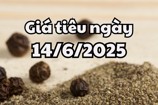 Tin tức, dự báo giá tiêu ngày 14/6/2025 lặp lại kịch bản giảm nhẹ