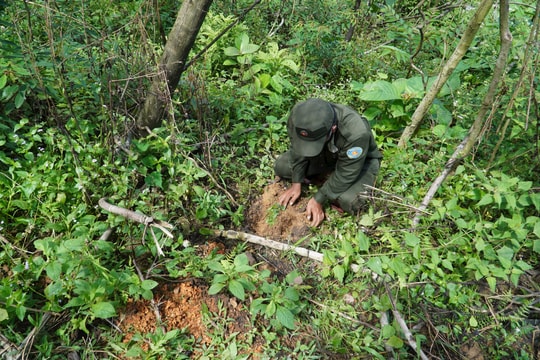 Hồi sinh những cánh rừng đã mất