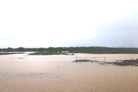 Đại Lộc có hơn 2.750ha lúa và hoa màu bị ngập úng, hư hại