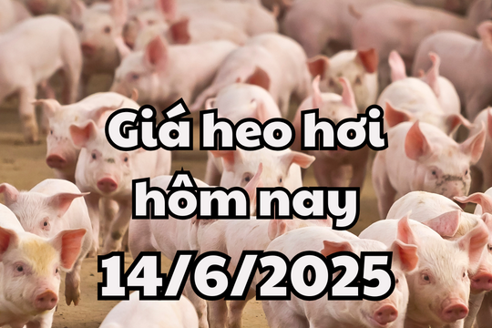 Giá heo hơi hôm nay 14/6/2025 miền Trung và miền Nam tiếp tục sụt giảm