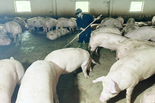 Quảng Nam xuất bán ra thị trường hơn 28.600 tấn thịt hơi các loại