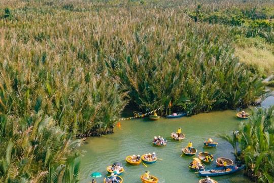 Bay Mau nipa palm forest in Hoi An
