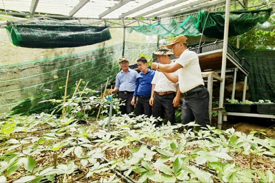 Hơn 42 tỷ đồng khuyến khích bảo tồn, phát triển sâm Ngọc Linh và cây dược liệu khác